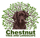 chestnuttree
